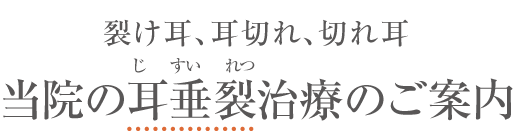 裂け耳、耳切れ、切れ耳　当院の耳垂裂（じすいれつ）治療のご案内