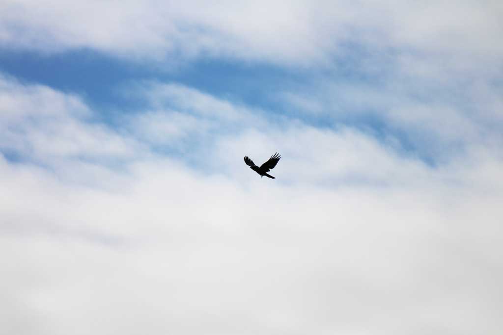 大空を飛ぶ鳥